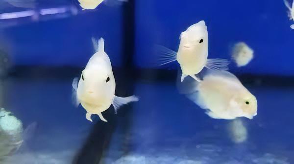 Platinum Snow White Parrot Fish Amatitlania x Cichlasoma Nigrofasciatus 4cm - Real Aquatics