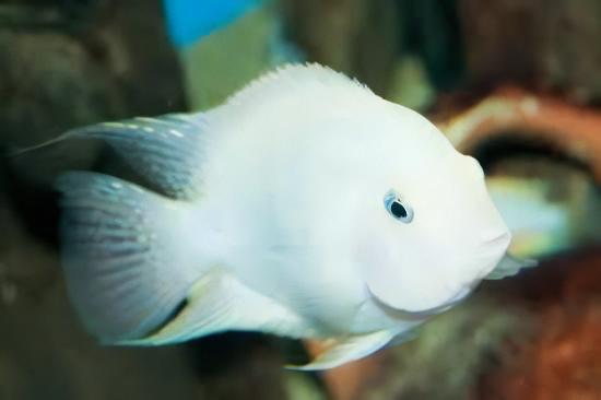 Platinum Snow White Parrot Fish Amatitlania x Cichlasoma Nigrofasciatus 4cm - Real Aquatics