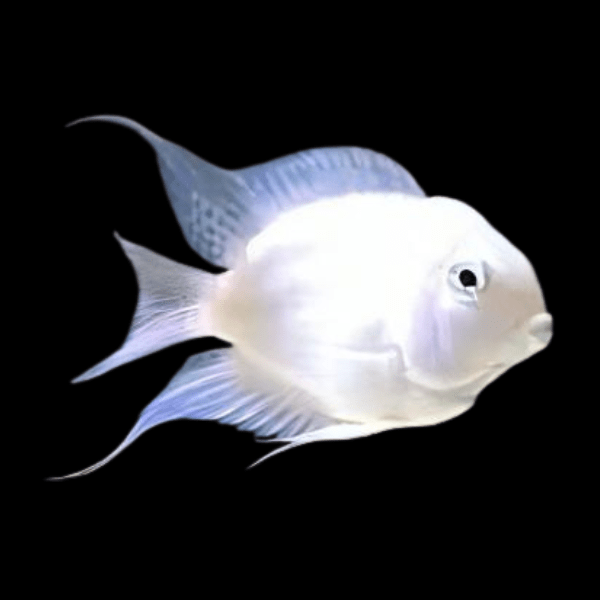 Platinum Snow White Parrot Fish Amatitlania x Cichlasoma Nigrofasciatus 4cm - Real Aquatics