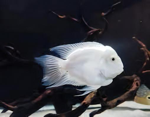Platinum Snow White Parrot Fish Amatitlania x Cichlasoma Nigrofasciatus 4cm - Real Aquatics