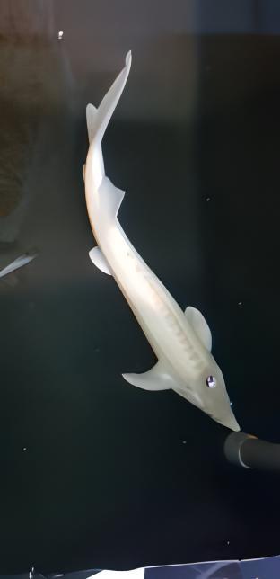 Platinum Sterlet Acipenser Ruthenus 20cm - Real Aquatics