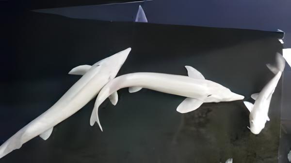 Platinum Sterlet Acipenser Ruthenus 20cm - Real Aquatics