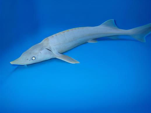 Platinum Sterlet Acipenser Ruthenus 20cm - Real Aquatics