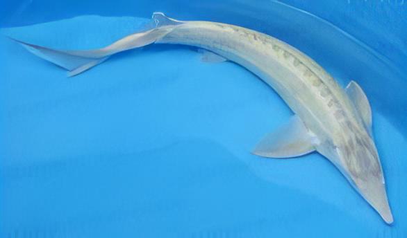 Platinum Sterlet Acipenser Ruthenus 20cm - Real Aquatics