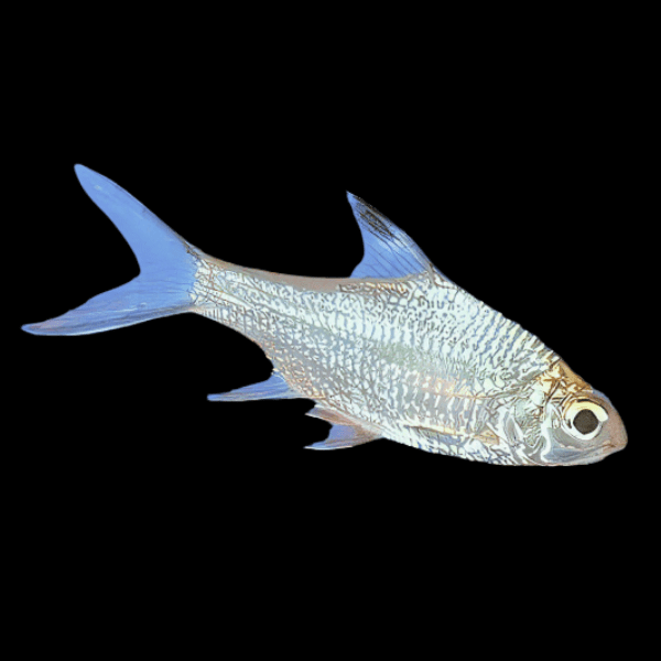 Platinum Tinfoil Barb Barbodes Schwanenfeldii 5cm - Real Aquatics