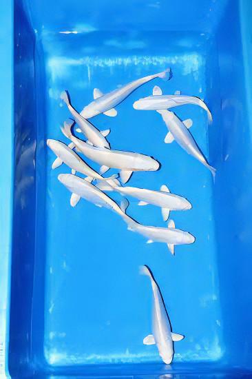 Platinum Japanese Koi Carp Cyprinus Carpio - Real Aquatics