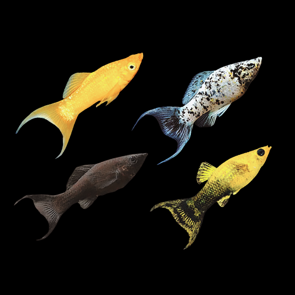 Assorted Lyretail Molly 3cm - Real Aquatics
