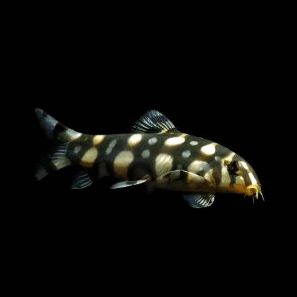 Angelicus Polka Dot Burmese Loach Botia Kubotai 5cm - Real Aquatics