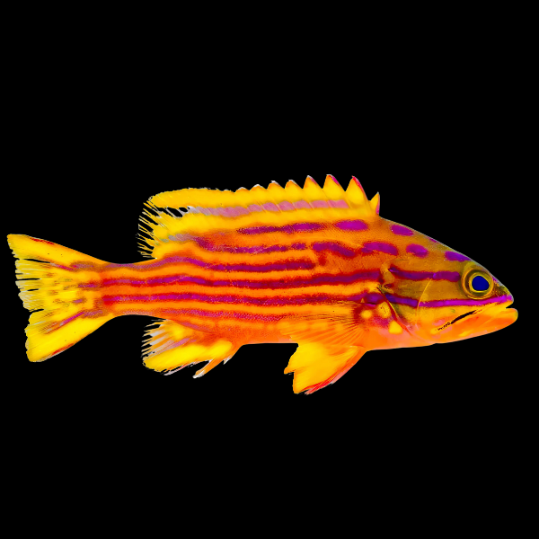 Polleni Grouper Cephalopholis Polleni - Real Aquatics