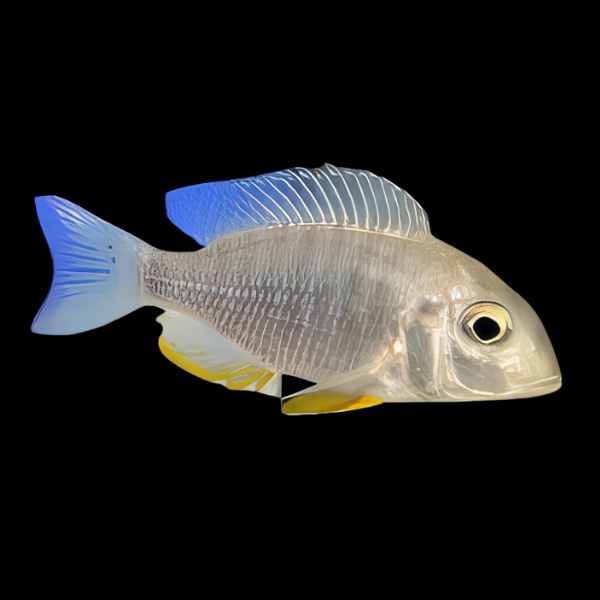 Poll's Congo Cichlid Ctenochromis Polli 5cm - Real Aquatics