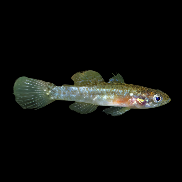 Poreless Micro Gudgeon Oxyeleotris Nullipora 3cm - Real Aquatics