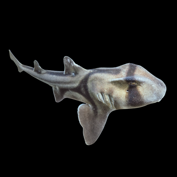 Port Jackson Shark Heterodontus Portusjacksoni - Real Aquatics