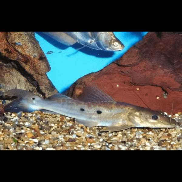 Porthole Shovelnose Catfish Hemisorubim Platyrhynchos 8cm - Real Aquatics