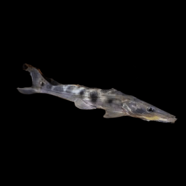 Porthole Shovelnose Catfish Hemisorubim Platyrhynchos 8cm - Real Aquatics