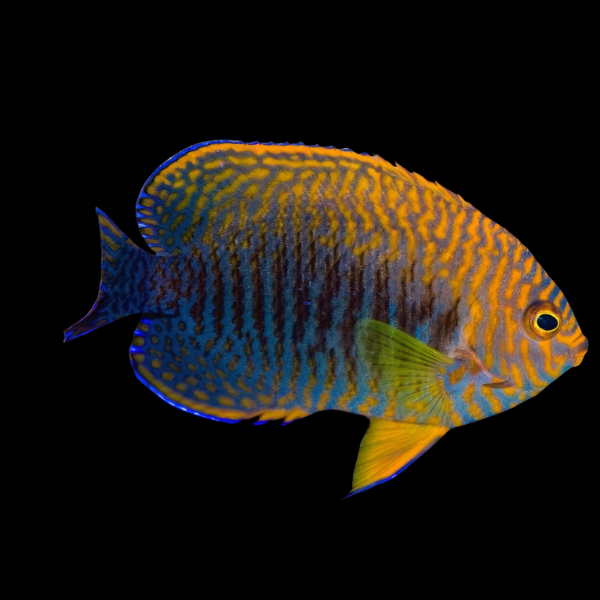 Potters Dwarf Angelfish Centropyge Potteri - Real Aquatics