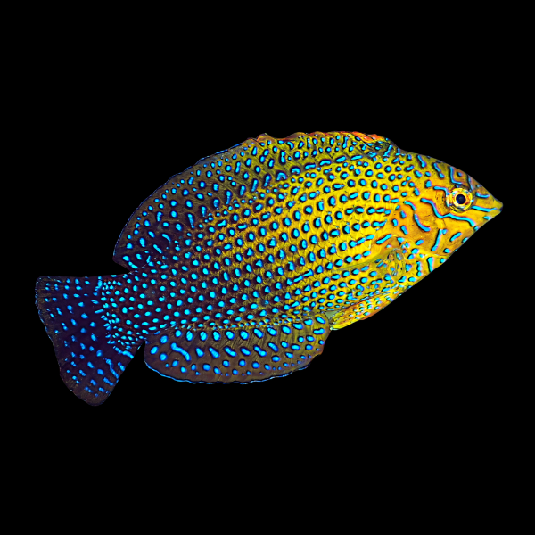 Potter's Wrasse Macropharyngodon Geoffroy - Real Aquatics