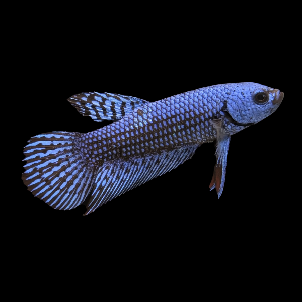 Premium Betta Female Alien Blue 3cm - Real Aquatics