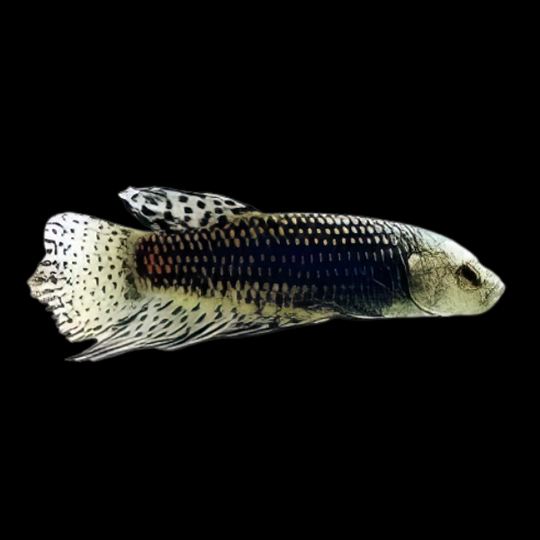 Premium Betta Female Alien Wild Colour 3cm - Real Aquatics