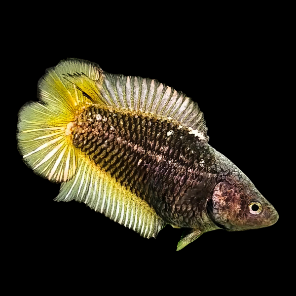Premium Betta Female Double Tail Black Based 3cm - Real Aquatics