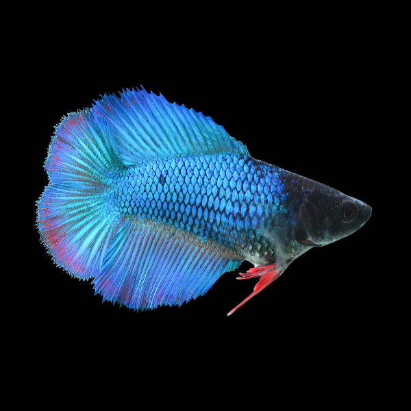 Premium Betta Female Double Tail Blue Based 3cm - Real Aquatics