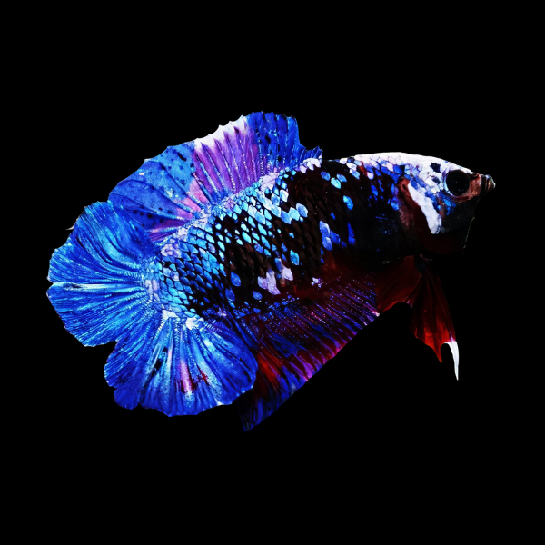 Premium Betta Female Double Tail Galaxy 3cm - Real Aquatics