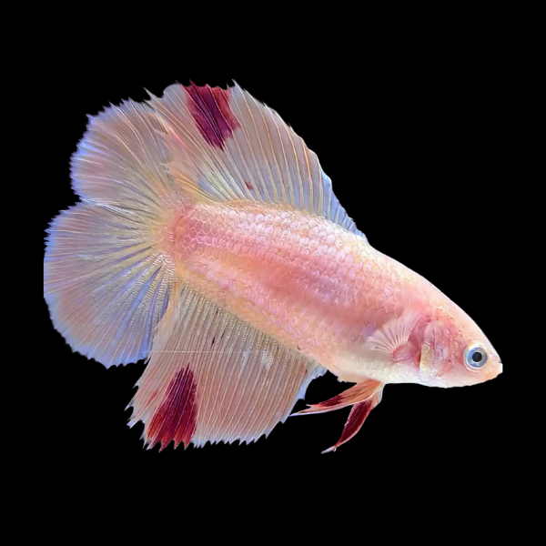 Premium Betta Female Double Tail Pink Based 3cm - Real Aquatics