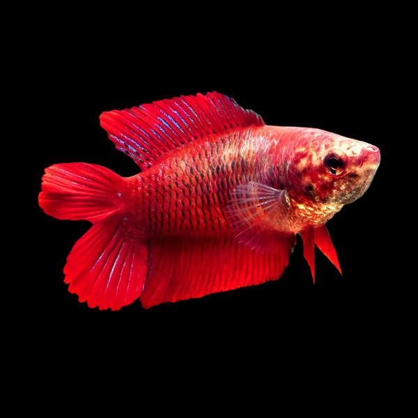Premium Betta Female Double Tail Red Based 3cm - Real Aquatics