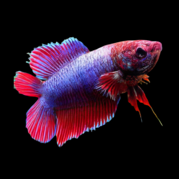 Premium Betta Female Double Tail Red & Blue Based 3cm - Real Aquatics
