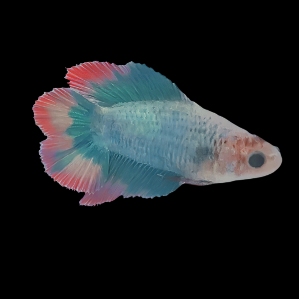 Premium Betta Female Double Tail Turquoise Based 3cm - Real Aquatics