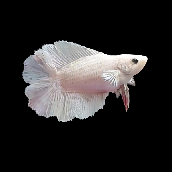 Premium Betta Female Double Tail White Based 3cm - Real Aquatics