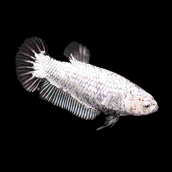Premium Betta Female Dragon Black Based 3cm - Real Aquatics