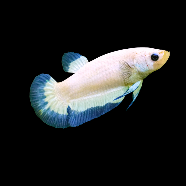 Premium Betta Female Dragon Blue Based 3cm - Real Aquatics