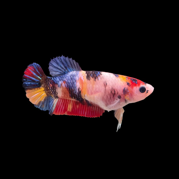 Premium Betta Female Dragon Galaxy 3cm - Real Aquatics