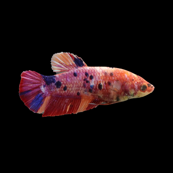 Premium Betta Female Dragon Koi 3cm - Real Aquatics