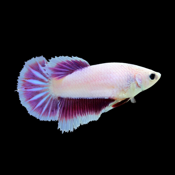 Premium Betta Female Dragon Pink Based 3cm - Real Aquatics