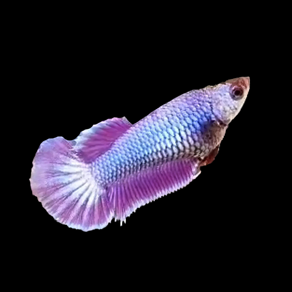 Premium Betta Female Dragon Purple Based 3cm - Real Aquatics
