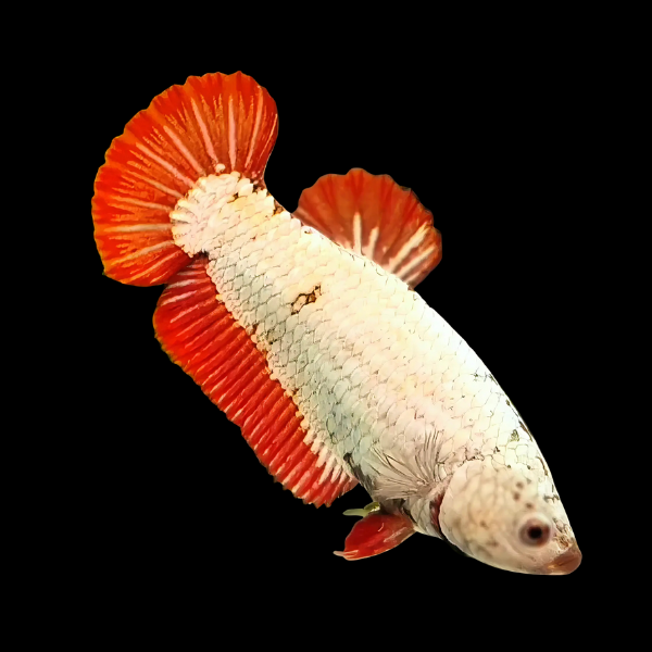 Premium Betta Female Dragon Red Based 3cm - Real Aquatics