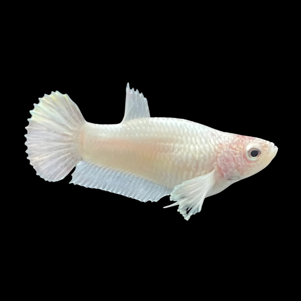 Premium Betta Female Dragon White Based 3cm - Real Aquatics