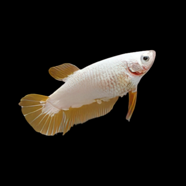 Premium Betta Female Dragon Yellow Based 3cm - Real Aquatics