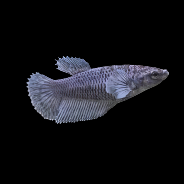 Premium Betta Female Elephant Ear Black Based 3cm - Real Aquatics
