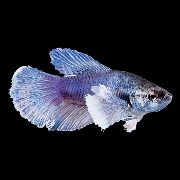 Premium Betta Female Elephant Ear Blue Based 3cm - Real Aquatics