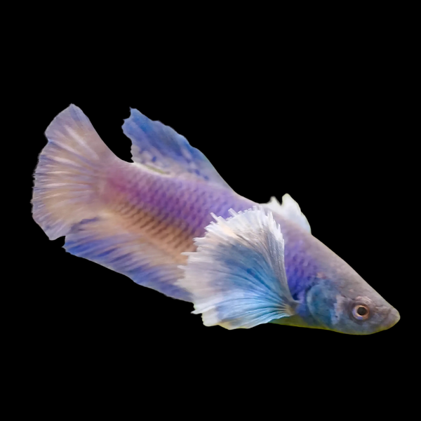 Premium Betta Female Elephant Ear Purple Based 3cm - Real Aquatics