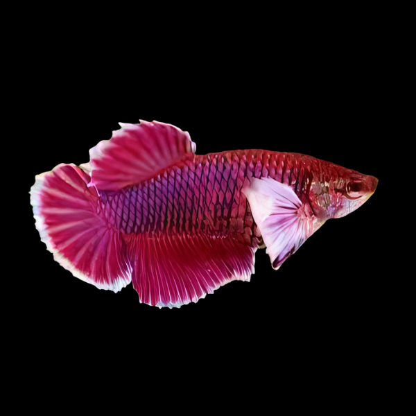 Premium Betta Female Elephant Ear Red Based 3cm - Real Aquatics