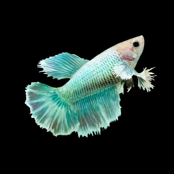 Premium Betta Female Elephant Ear Turquoise Based 3cm - Real Aquatics
