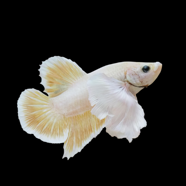 Premium Betta Female Elephant Ear Yellow Based 3cm - Real Aquatics