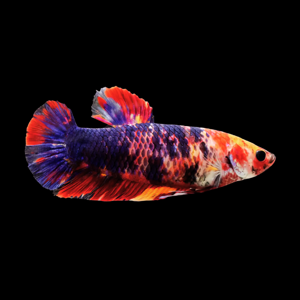 Premium Betta Female Giant Koi 4cm - Real Aquatics