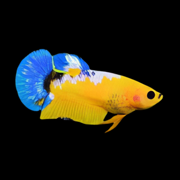 Premium Betta Female Hellboy Blue & Yellow 3cm - Real Aquatics