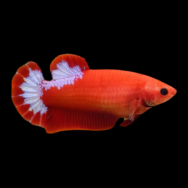 Premium Betta Female Hellboy Red 3cm - Real Aquatics