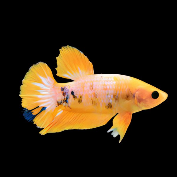 Premium Betta Female Hellboy Yellow 3cm - Real Aquatics