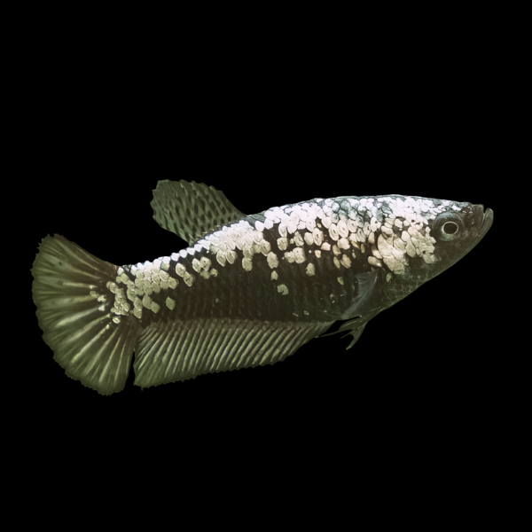 Premium Betta Female Samurai Black 3cm - Real Aquatics